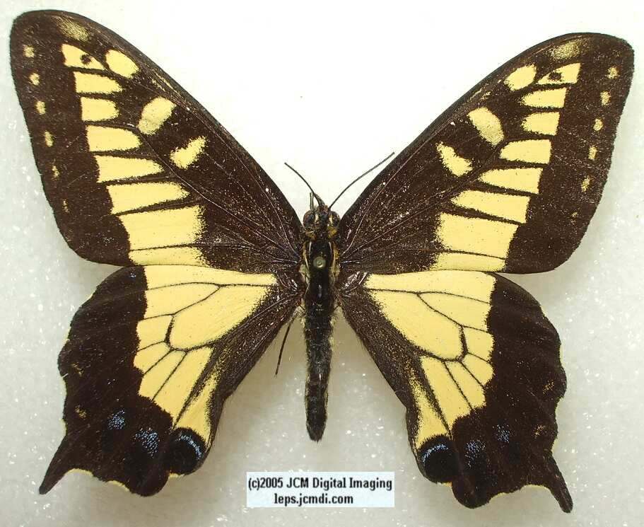 Papilio zelicaon (abberation 130) (Internet Image property of respective owner, non-commercial use only)
